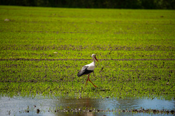 White stork, Ciconia ciconia. The bird stands on green grass