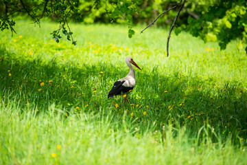 Birds - white stork (Ciconia ciconia) in a summer meadow with dandelions