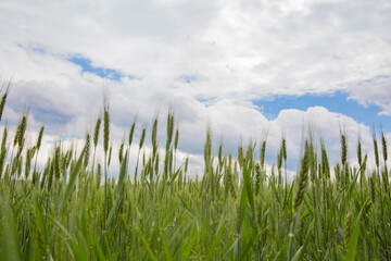 Green wheat field background and texture, with blue sky wheat ear and clouds. Young wheat ears close up Space for copy. Summer countryside still life