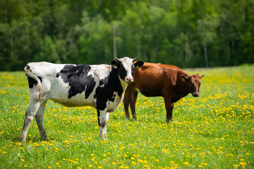 Herd of cows of different color are grazed on a meadow, green with yellow dandelions.