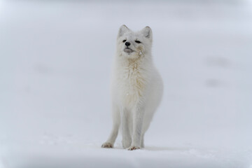 Obraz na płótnie Canvas Arctic fox in winter time in Siberian tundra