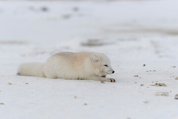 Arctic fox in winter time in Siberian tundra