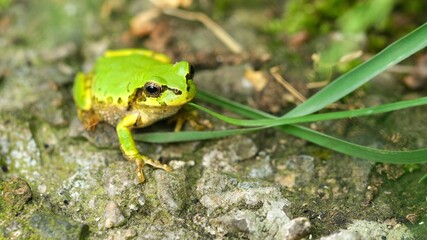 Japanese Tree Frog on The Ground
