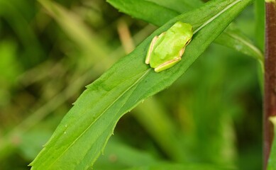 Japanese Tree Frog's Synchronization with The Leaves