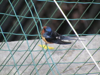bird on a wire, swallow