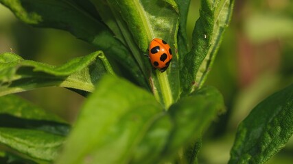 Ladybug on The Plant under Shade