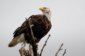 Low angle shot of a Bald eagle perched on a tree