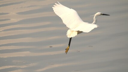 Landing Form of Little Egret with Rain Forest