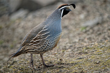 Closeup shot of a cute California quail