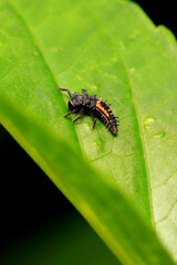 Larva of Ladybug (Harmonia Axyridis)