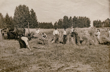 Germany - CIRCA 1920s: Edwardian era farmers working on grain harvest using the mechanical reaper...