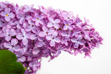 close-up photo of a lilac on a white background. Postcard, banner, background, wallpaper