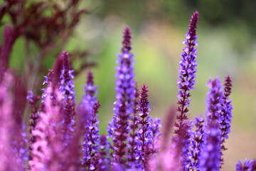 The flowers are starting to bloom