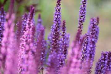 The flowers are starting to bloom