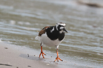 Ruddy Turnsones, Sandpiper family, on the beach looking for food, walking on pipe, pecking, flying and taking off
