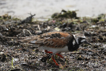Ruddy Turnsones, Sandpiper family, on the beach looking for food, walking on pipe, pecking, flying and taking off
