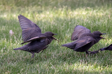 EUropean Starlings (adults) and juveniles begging for food on beautiful sunny spring day
