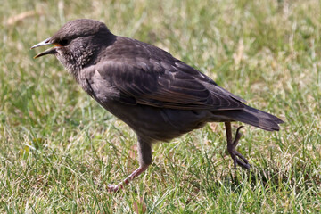 EUropean Starlings (adults) and juveniles begging for food on beautiful sunny spring day
