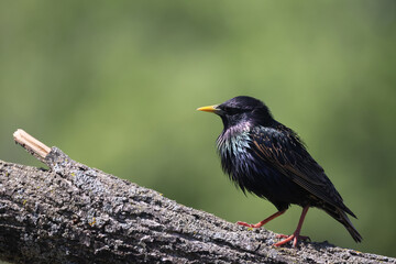 EUropean Starlings (adults) and juveniles begging for food on beautiful sunny spring day
