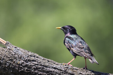 EUropean Starlings (adults) and juveniles begging for food on beautiful sunny spring day
