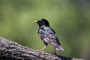 EUropean Starlings (adults) and juveniles begging for food on beautiful sunny spring day
