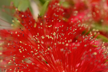 Callistemon