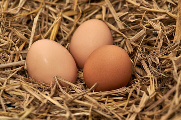 Closeup of three Chicken eggs on straw background