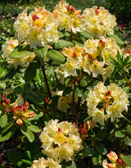 Blooming Rhododendron yakushimanum 'Golden Torch' shrub. Ornamental evergreen shrub with beautiful light cream flowers. Rhododendron decorate flower beds of Sochi Adler resort.