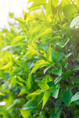 young green leaves on a hedge in the sun close-up