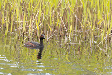 Fototapete bei efototapeten.de bestellen   