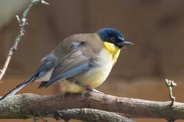 Obraz premium Blue-crowned Laughingthrush Perched on a Branch
