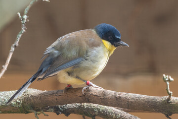 Blue-crowned Laughingthrush Perched on a Branch