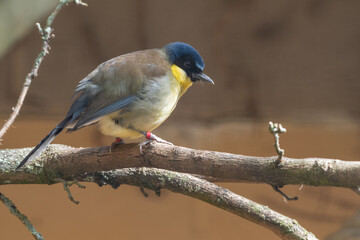 Blue-crowned Laughingthrush Perched on a Branch