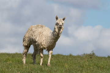 White Alpaca Standing on Grass
