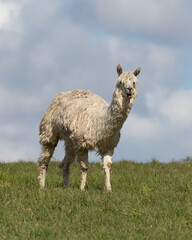 Fototapeta premium White Alpaca Standing on Grass