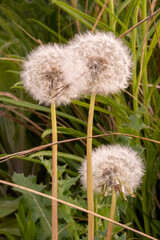 Close-up shot of common dandelions