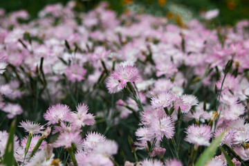 White and pink wild carnation in the garden. Beautiful spring flowers. Flower garden.