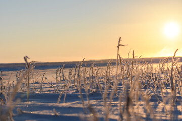 Arctic landscape in winter time. Grass with ice in tundra. Beautiful sunset.