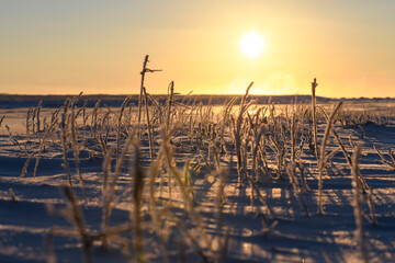 Arctic landscape in winter time. Grass with ice in tundra. Beautiful sunset.