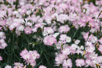 Obraz premium White and pink wild carnation in the garden. Beautiful spring flowers. Flower garden.
