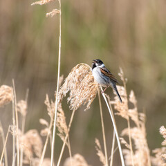Male Reed Bunting Perched on Reeds