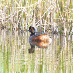 Black-necked Grebe Floating on Water