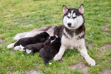 Small puppies sucking mothers nipples lying on the green grass. Dog breastfeeding. Little puppies getting fed by his mother. Female dog with puppies