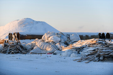 Arctic foxex looking for food in garbage in winter time. Dump in tundra.