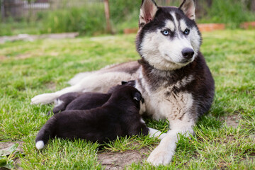 Small puppies sucking mothers nipples lying on the green grass. Dog breastfeeding. Little puppies getting fed by his mother. Female dog with puppies