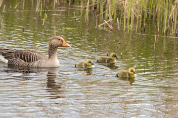Greylag Goose with Its Goslings