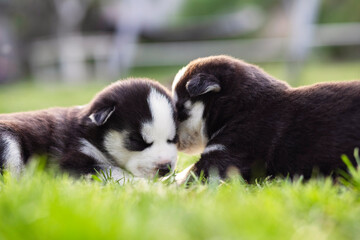 Husky puppy sleeps lying in the green grass on the lawn. Husky puppies outdoors