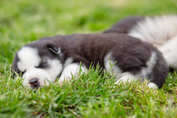 Naklejka na ściany i meble Husky puppy sleeps lying in the green grass on the lawn. Husky puppy outdoors
