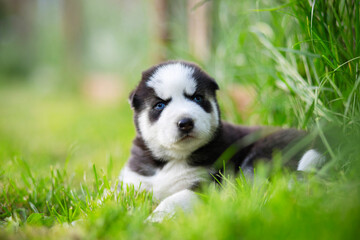 Naklejka na ściany i meble Husky puppy lies in the green grass in the park. Husky puppy outdoors