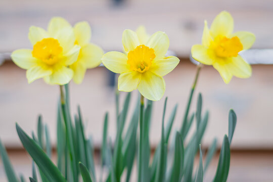 Beautiful yellow daffodil flower close up